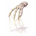 Luva dos Espíritos Malignos das Forças da Natureza [Carta Mavka]